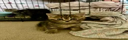 British Shorthair cats for sale: The friendliest British Shorthair kittens - Advert 9
