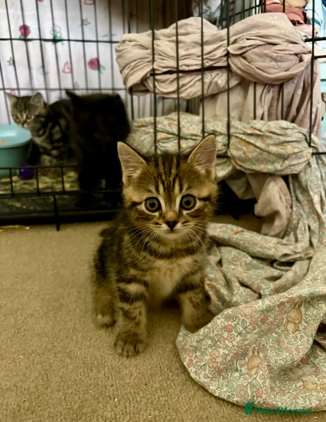 British Shorthair cats for sale: The friendliest British Shorthair kittens - Advert 9