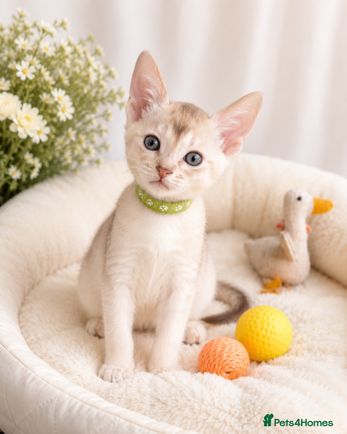 Abyssinian cats 🏆✨ Beautiful Silver Cinnamon  Abyssinian  ✨🏆❤️ - Advert 3