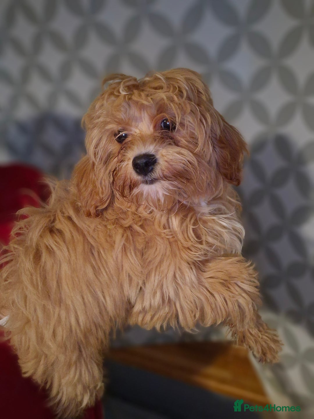 Maltipoo dogs for sale: Beautiful Maltipoo puppies  - Advert 1