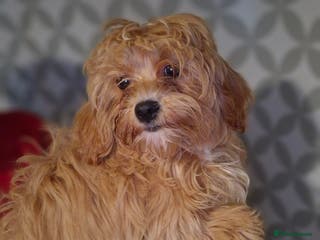 Maltipoo dogs Beautiful Maltipoo puppies - Advert 3