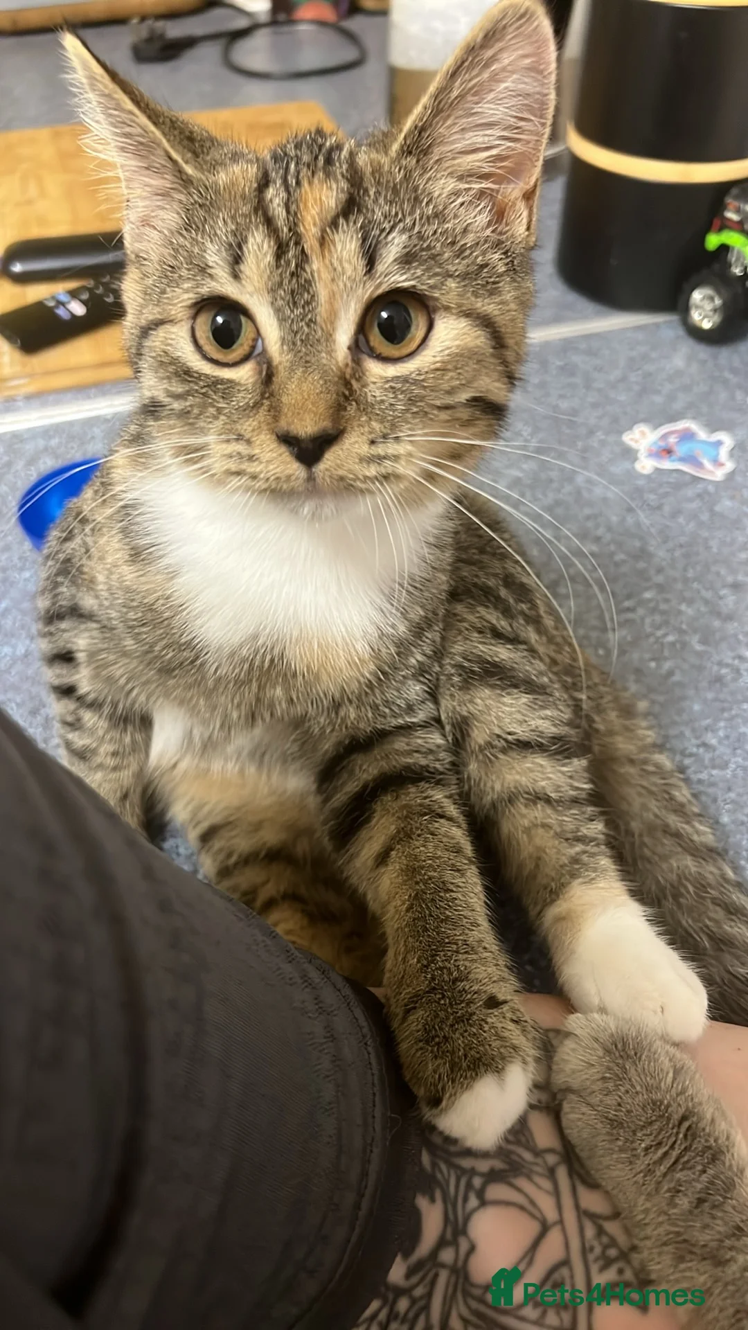 Mixed Breed cats for sale: Maze & Chunk British Blue kittens - Advert 2