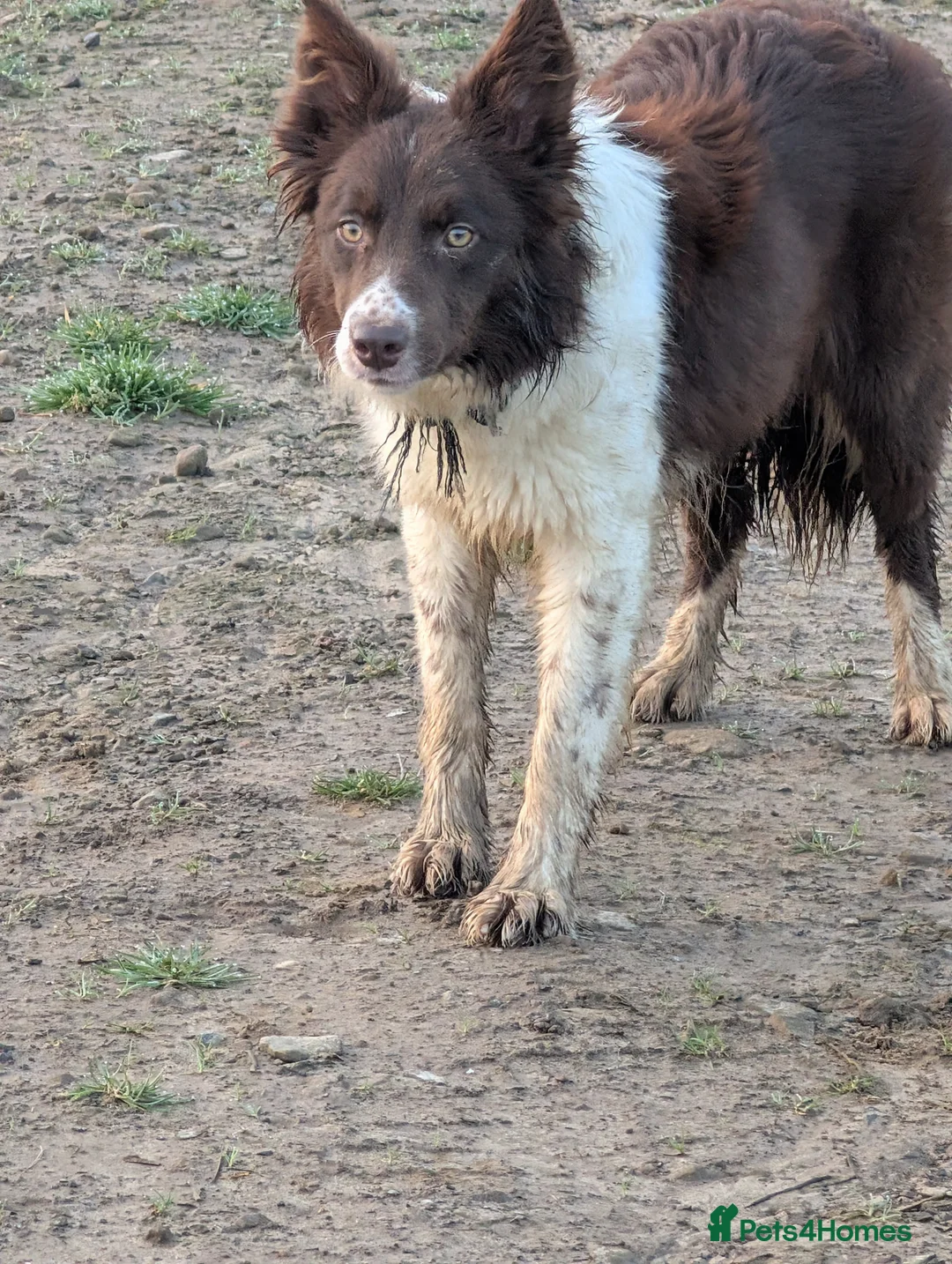 Border Collie dogs for sale: Inka long coated red and white isds registered  - Advert 1