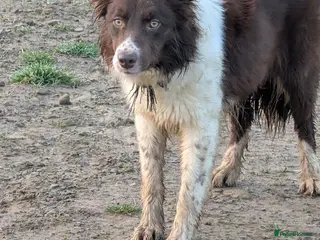 Border Collie dogs Inka long coated red and white isds registered - Advert 12