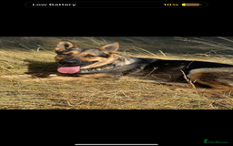 German Shepherd dogs for sale: German shepherd x Belgian malinois puppies - Image 4