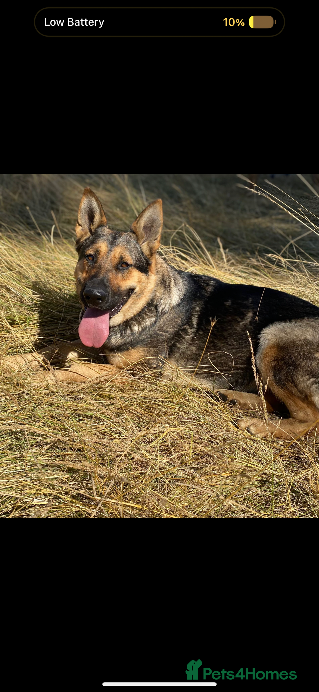 German Shepherd dogs for sale: German shepherd x Belgian malinois puppies - Image 4