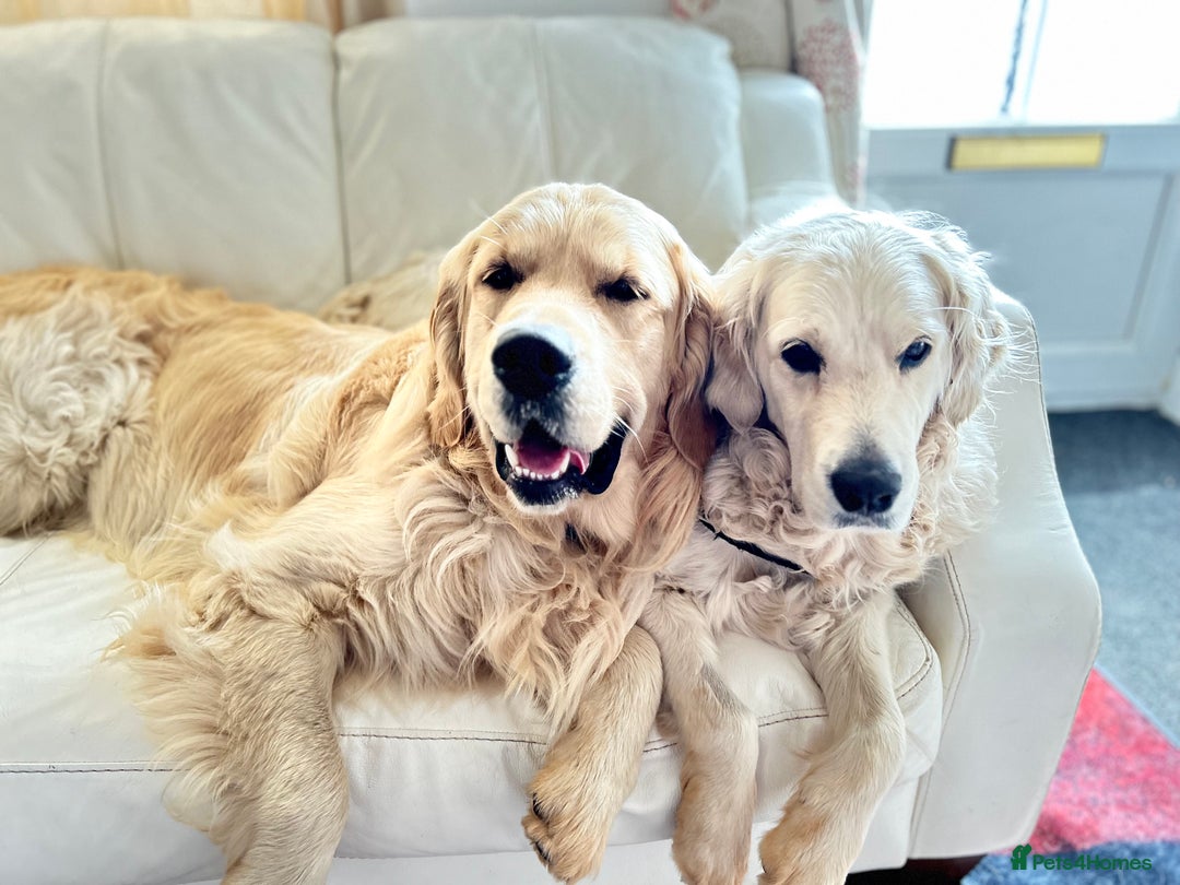 Golden Retriever dogs for sale: 2 year old needs retired couple  - Image 9