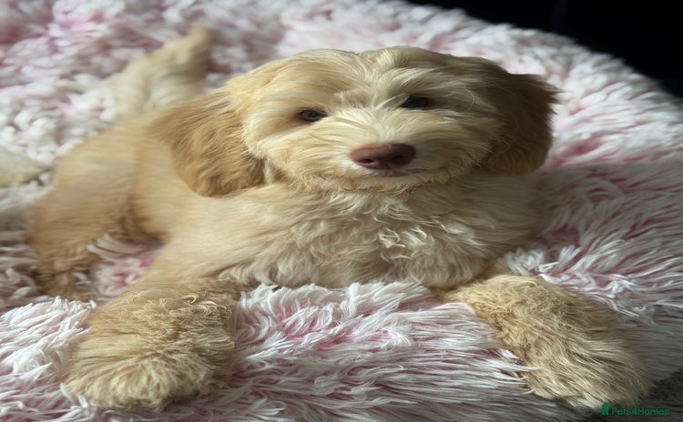 Australian Labradoodle dogs in Wallington - Advert 6