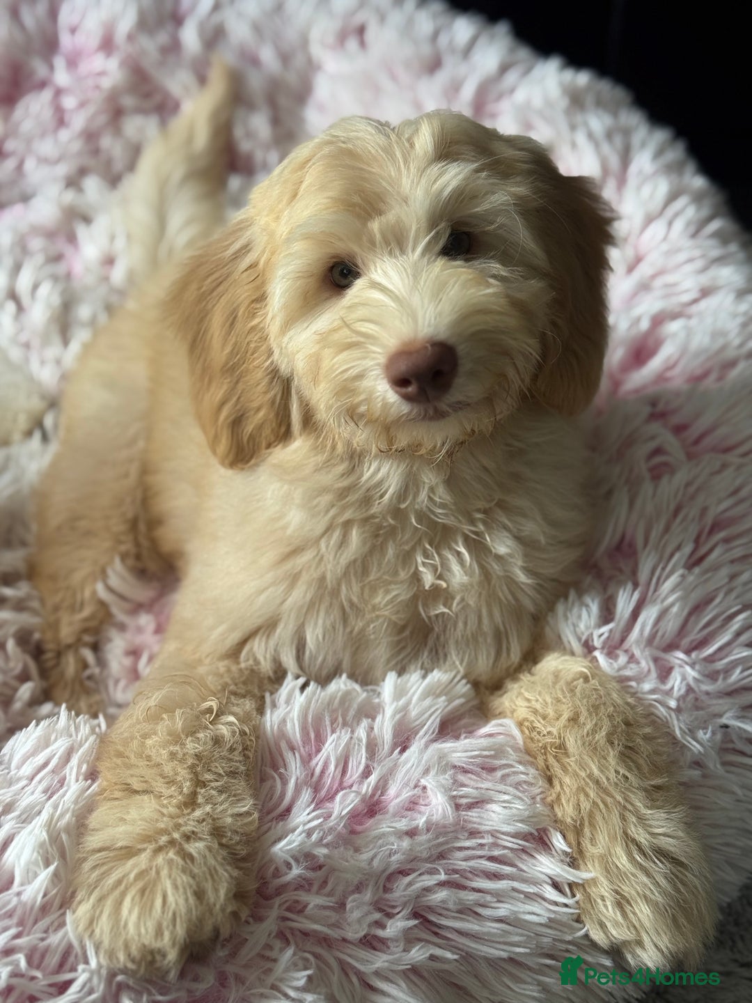 Australian Labradoodle dogs for sale: Genuine Australian Labradoodle (not poodle-lab mix in Wallington - Image 1