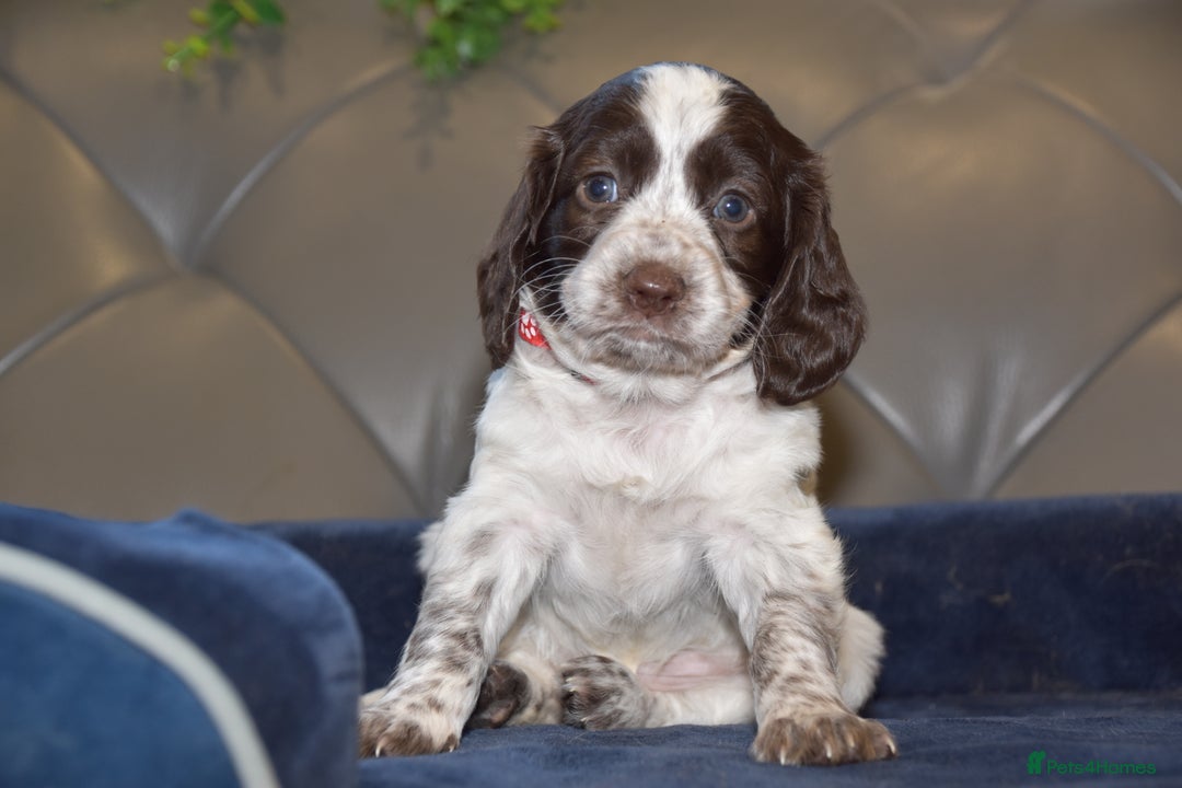 Cocker Spaniel dogs for sale: Kc Reg Health Tested Cocker Spaniel Puppies - Advert 16