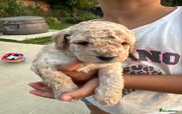 Cockapoo dogs for sale: Cockapoo puppies - Image 13