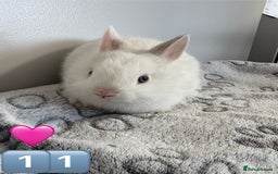 Netherland Dwarf rabbits for sale: 14 x Netherland Dwarf Bunnies 🐰🏡 🥰  - Image 22