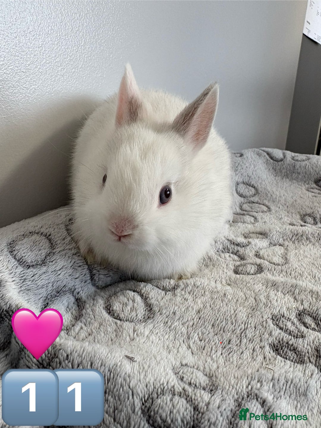 Netherland Dwarf rabbits for sale: 14 x Netherland Dwarf Bunnies 🐰🏡 🥰  - Image 22