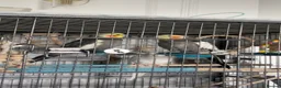 Cockatiels birds for sale: 4x mixed coloured cockatiles - Advert 24