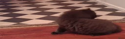 Mixed Breed cats for sale: 2 BLACK Fluffy (Longhaired)  - 3 boys 1 girl - Advert 5