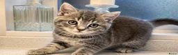Mixed Breed cats for sale: Grey British Short Hair x British Long hair Kitten - Advert 9
