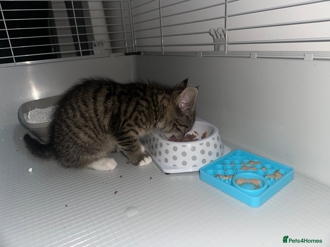 Maine Coon cats for sale: Maine coon x Ragdoll  - Image 7