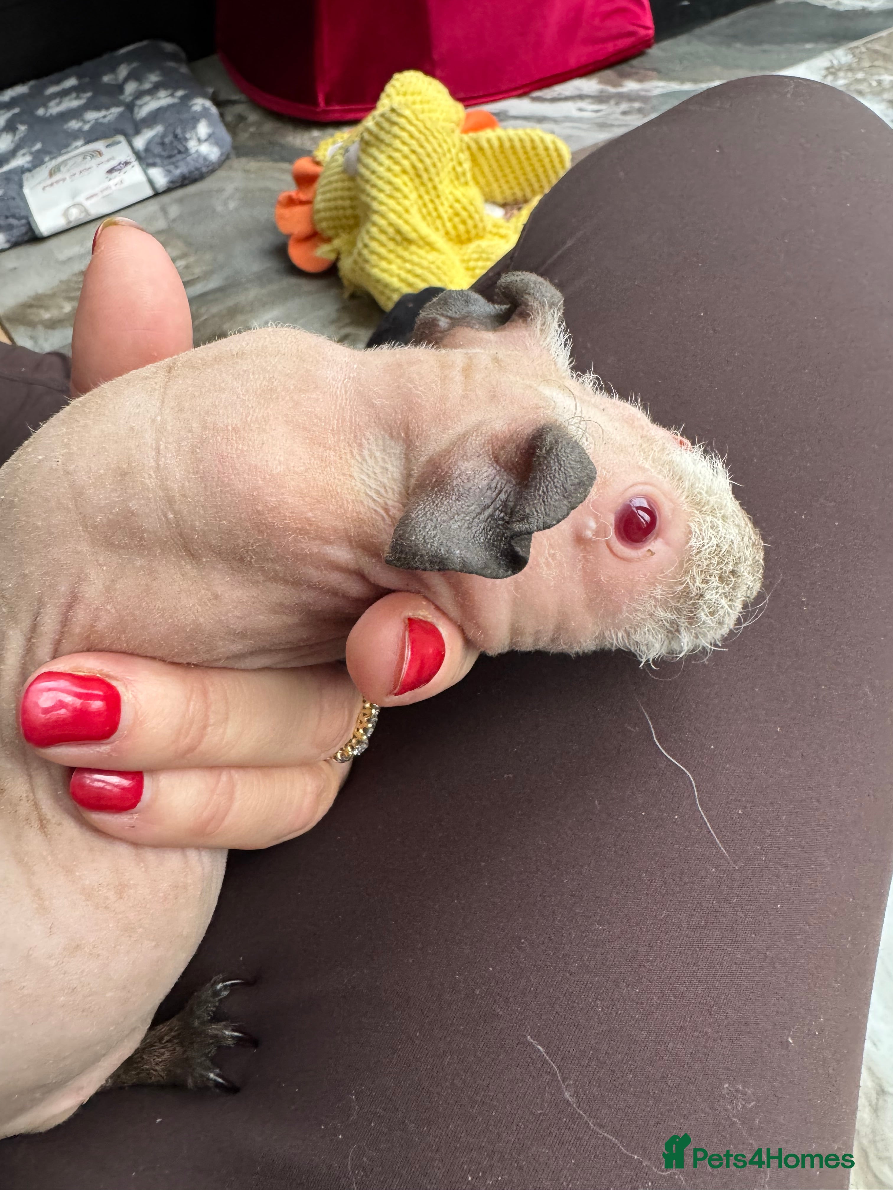 Guinea Pig rodents FEMALE SKINNY PIG ⭐️ - Advert 13