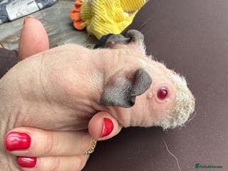 Guinea Pig rodents FEMALE SKINNY PIG ⭐️ - Advert 17