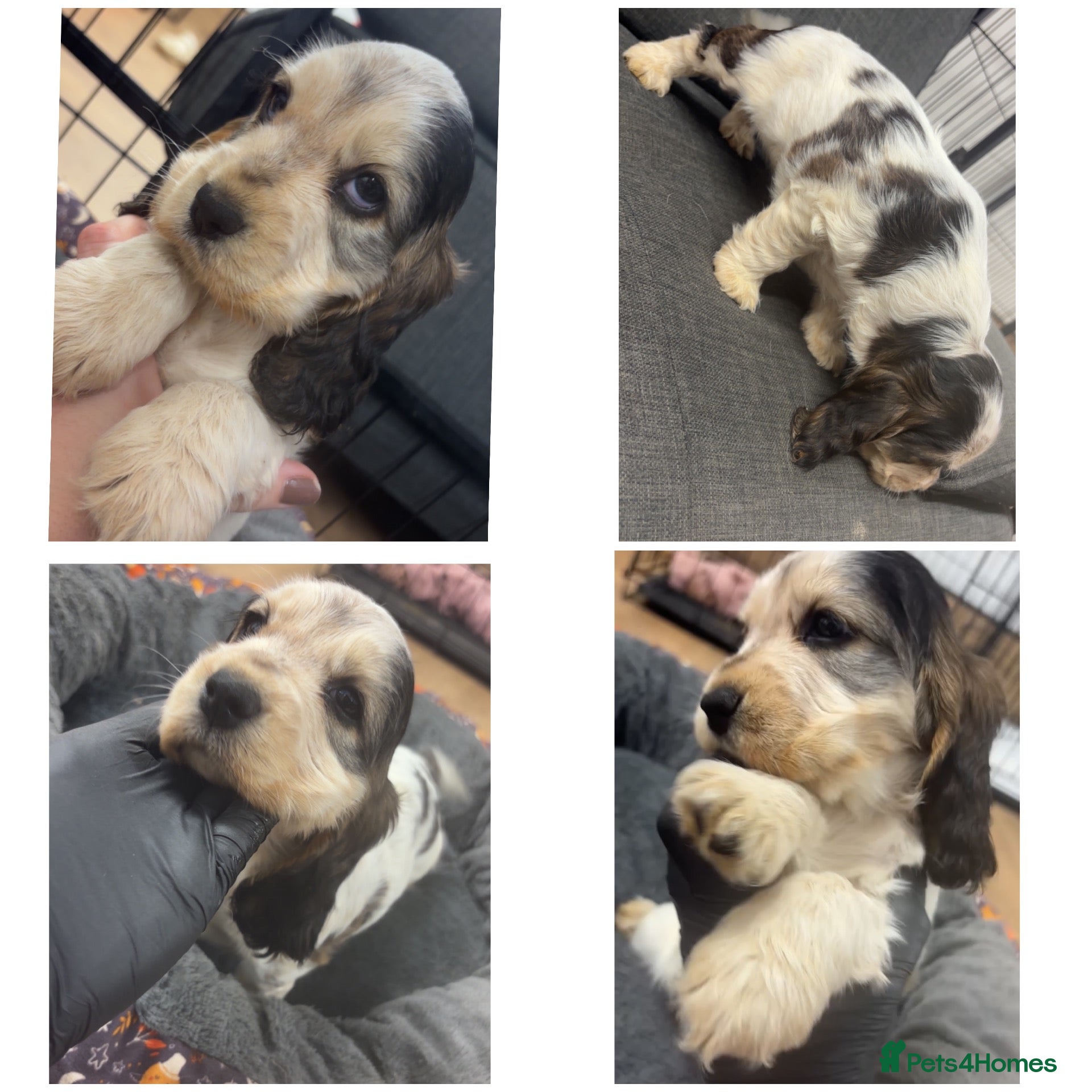 Cocker Spaniel dogs 🤎 LAST show cocker spaniel🤎 - Advert 1