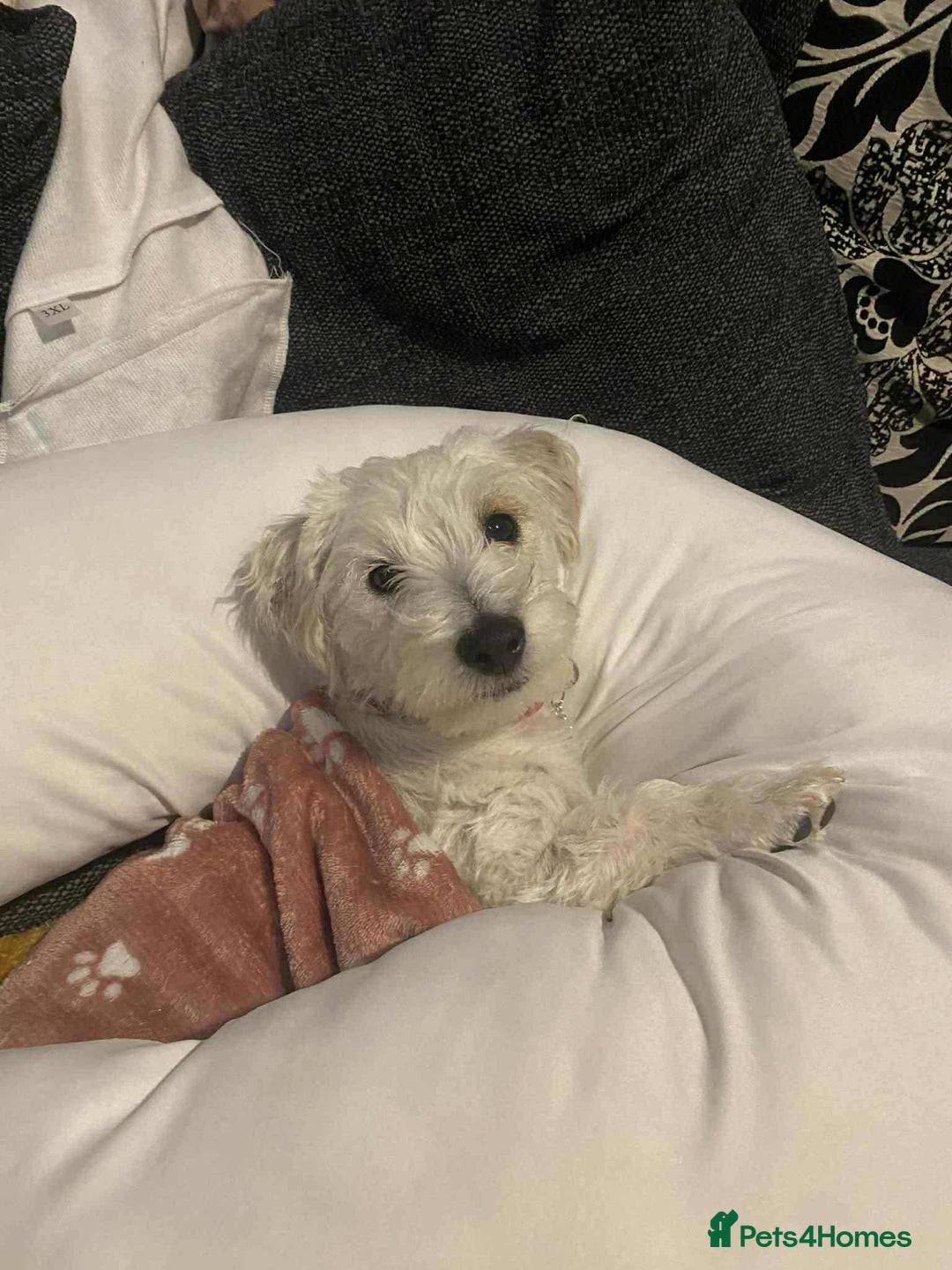 Mixed Breed dogs for sale: Female westiepoo  - Image 5