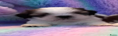 Shih Tzu 4