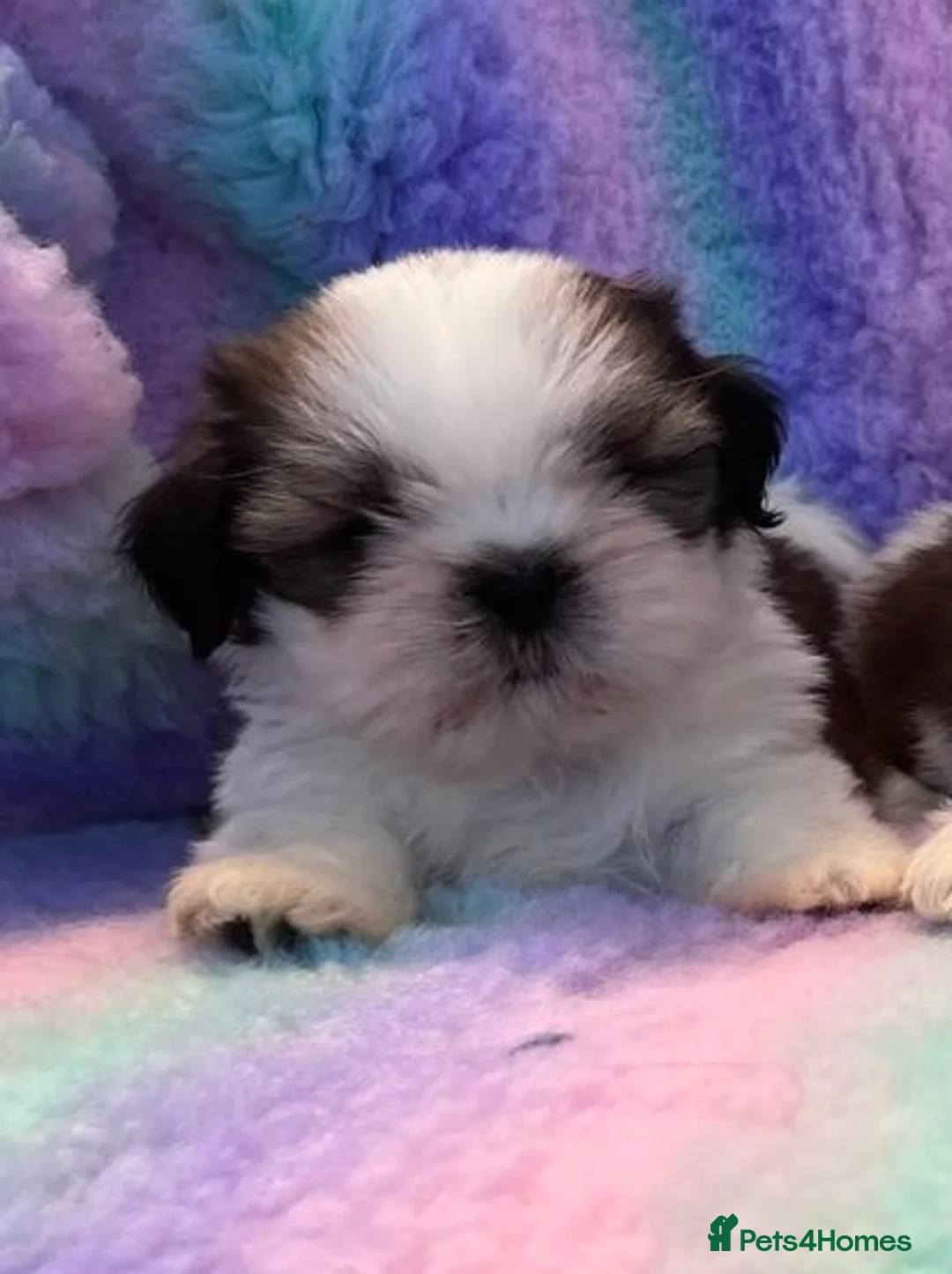 Shih Tzu dogs for sale: Lovely Shih Tzu puppies - Advert 2