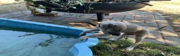 Italian Greyhound dogs for sale: Gorgeous Kc reg Italian greyhound  - Advert 9
