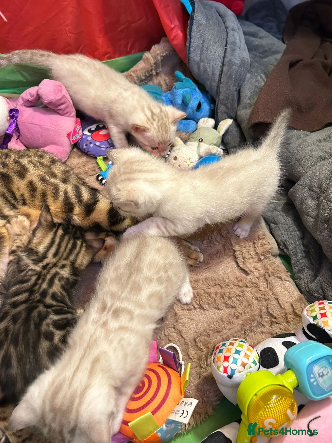 Bengal cats for stud: PROVEN ♡ Handsome BENGAL STUD > Carries SNOW + SLV in Birmingham - Advert 12