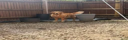 Golden Retriever dogs for sale: FIELD GOLDEN RETRIEVER  - Advert 2
