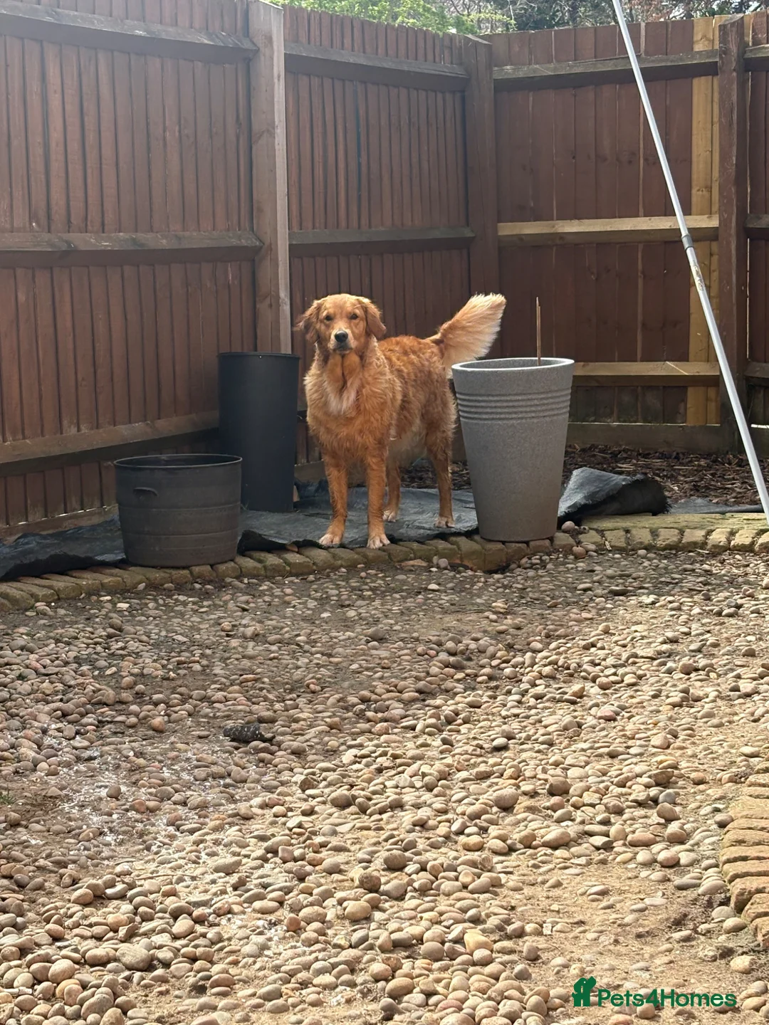 Golden Retriever dogs for sale: FIELD GOLDEN RETRIEVER  - Advert 2