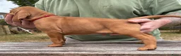 Hungarian Vizsla dogs for sale: Hungarian Vizsla puppy - Advert 5