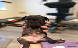 Mixed Breed dogs for sale: Frenchtons - Boston Terrier x Frenchie - Image 21