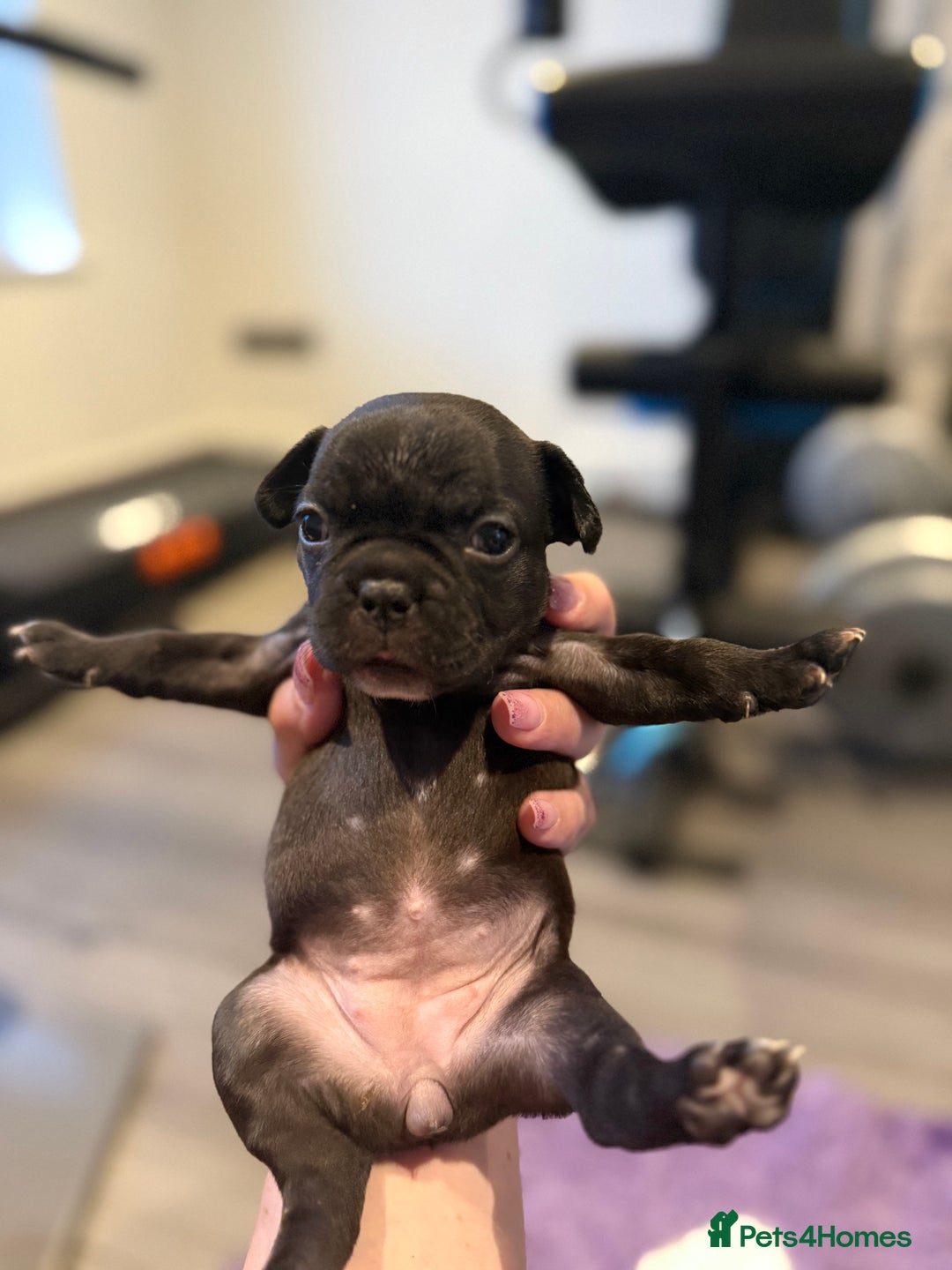 Mixed Breed dogs for sale: Frenchtons - Boston Terrier x Frenchie - Image 21