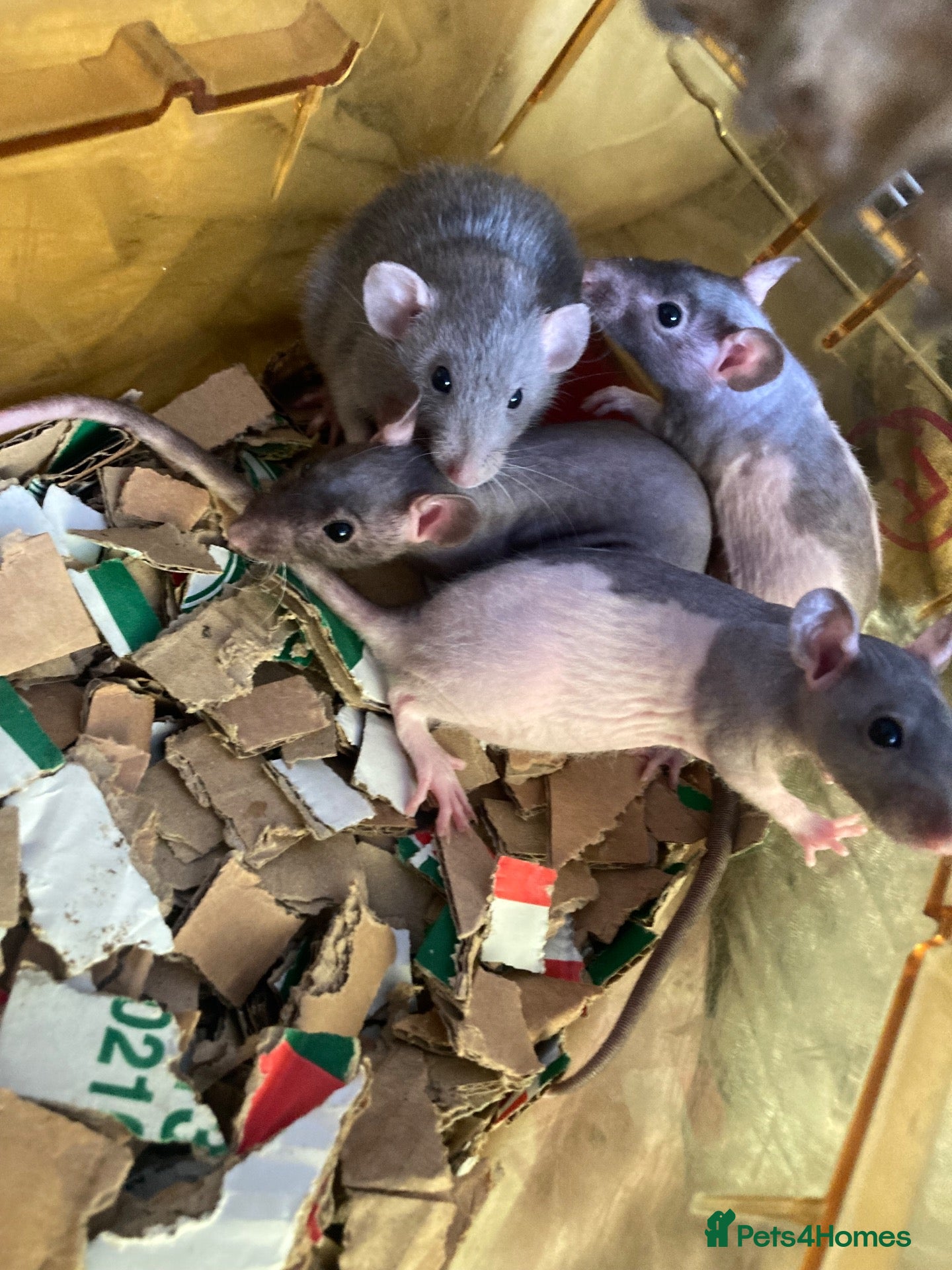Rat rodents Rats for sale hull  - Advert 1
