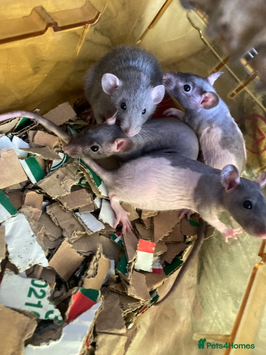 Rat rodents for sale: Rats for sale hull  - Advert 1