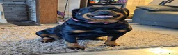 Rottweiler dogs for stud: Rottweiler at stud ( long haired )  - Advert 17