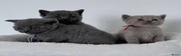 British Shorthair cats for sale: pure british shorthair kittens  - Advert 20