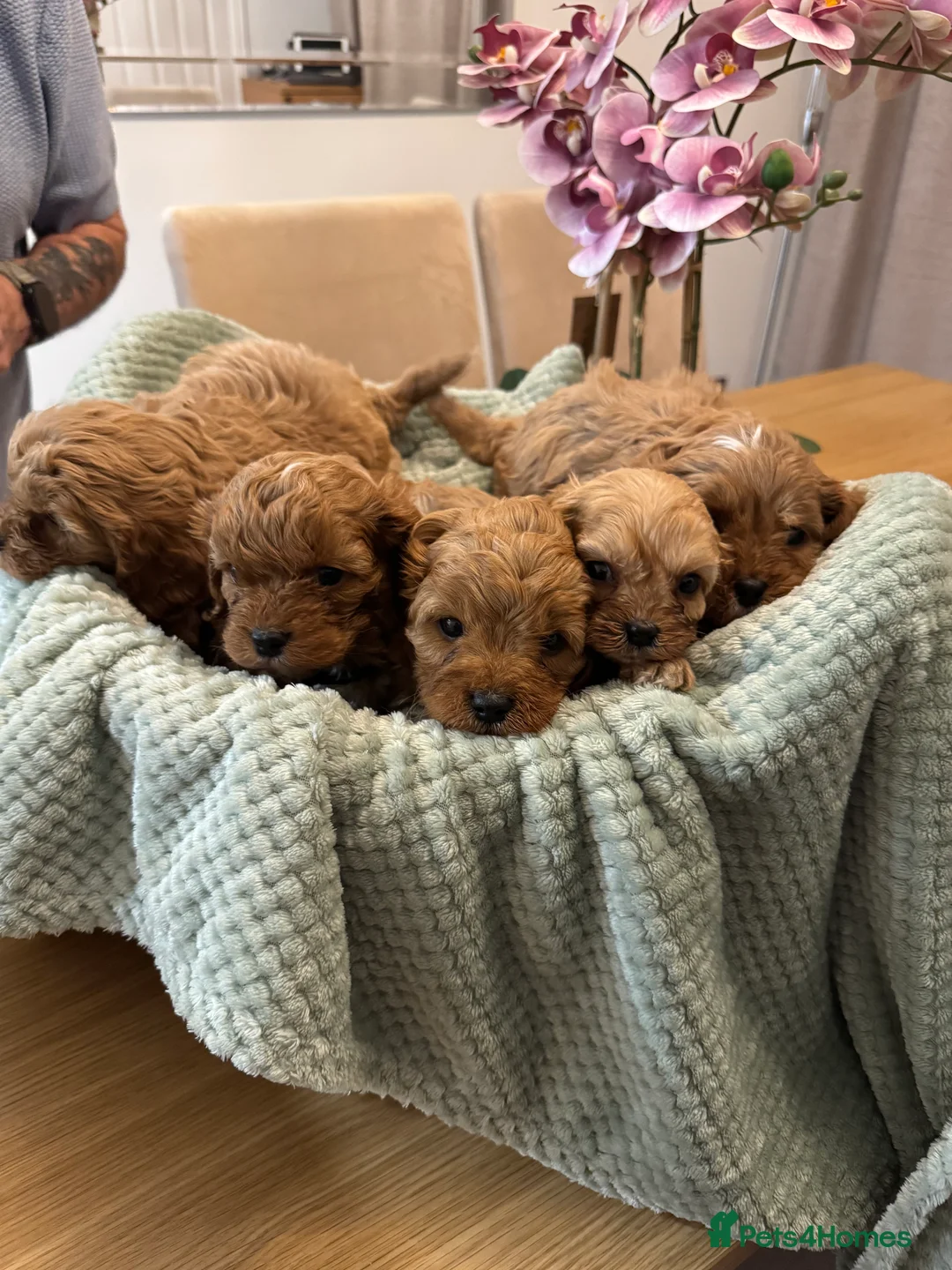 Cavapoo dogs for sale: Cavapoo puppies - Advert 1
