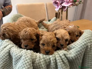 Cavapoo dogs Cavapoo puppies - Advert 15