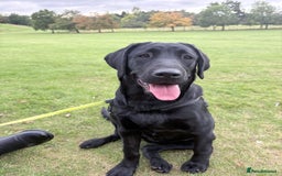 Labrador Retriever dogs for sale: Labrador retriever  - Image 1