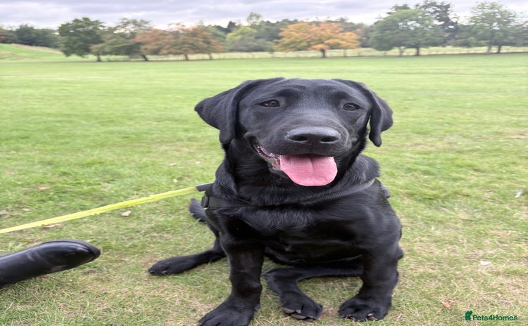 Labrador Retriever dogs - Advert 1