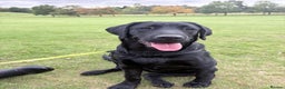 Labrador Retriever dogs for sale: Labrador retriever  - Advert 1