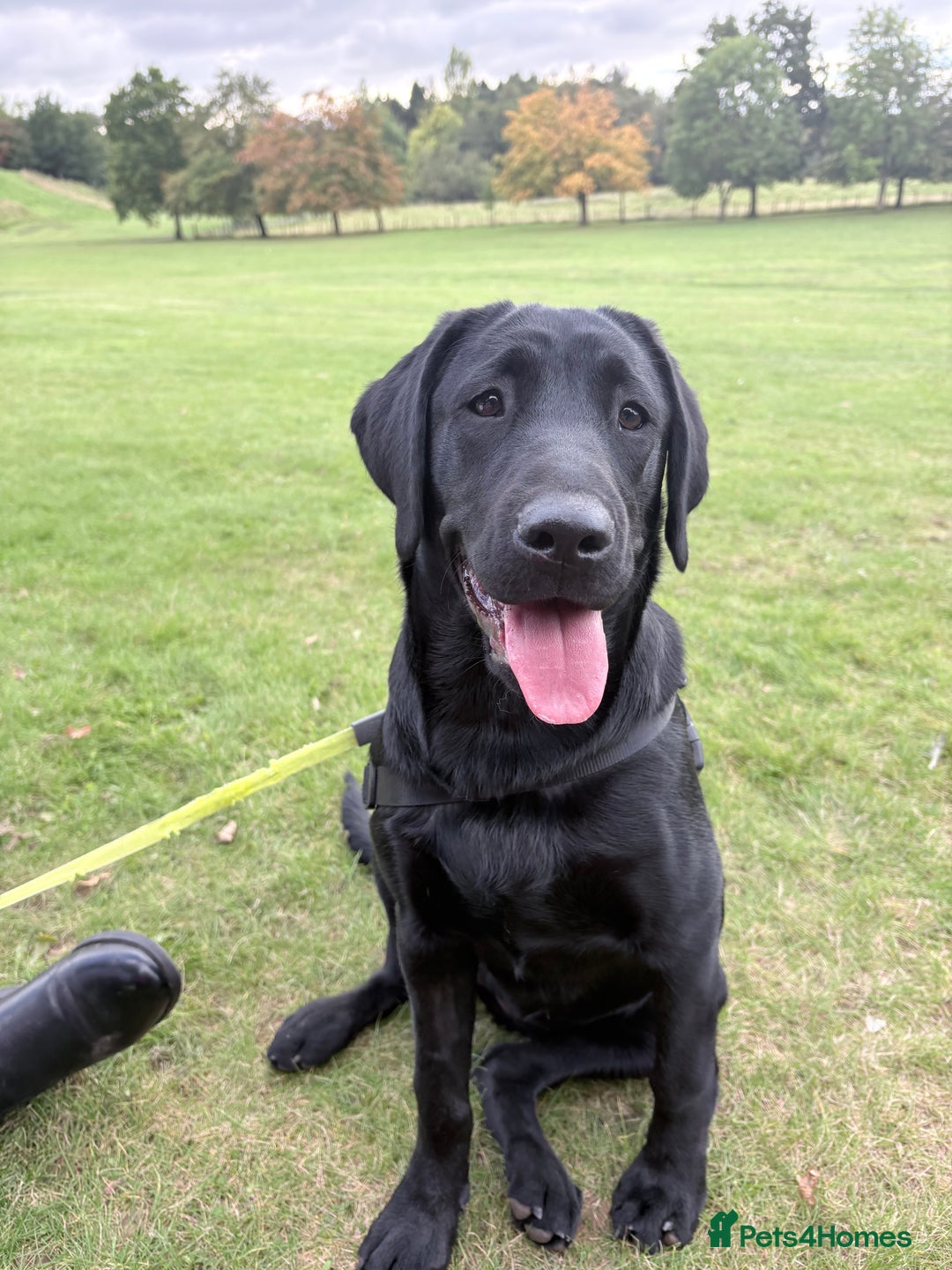 Labrador Retriever dogs for sale: Labrador retriever  - Image 1