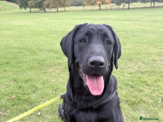 Labrador Retriever dogs Labrador retriever - Advert 14