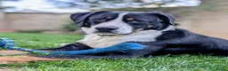 Mixed Breed dogs for sale: The Ultimate Sweet & Gentle Companion in Corsham - Advert 3