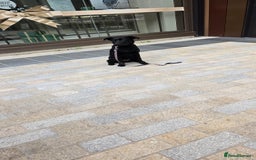 Mixed Breed dogs for sale: Tilly the Sheprador GSD/Lab cross - Image 6