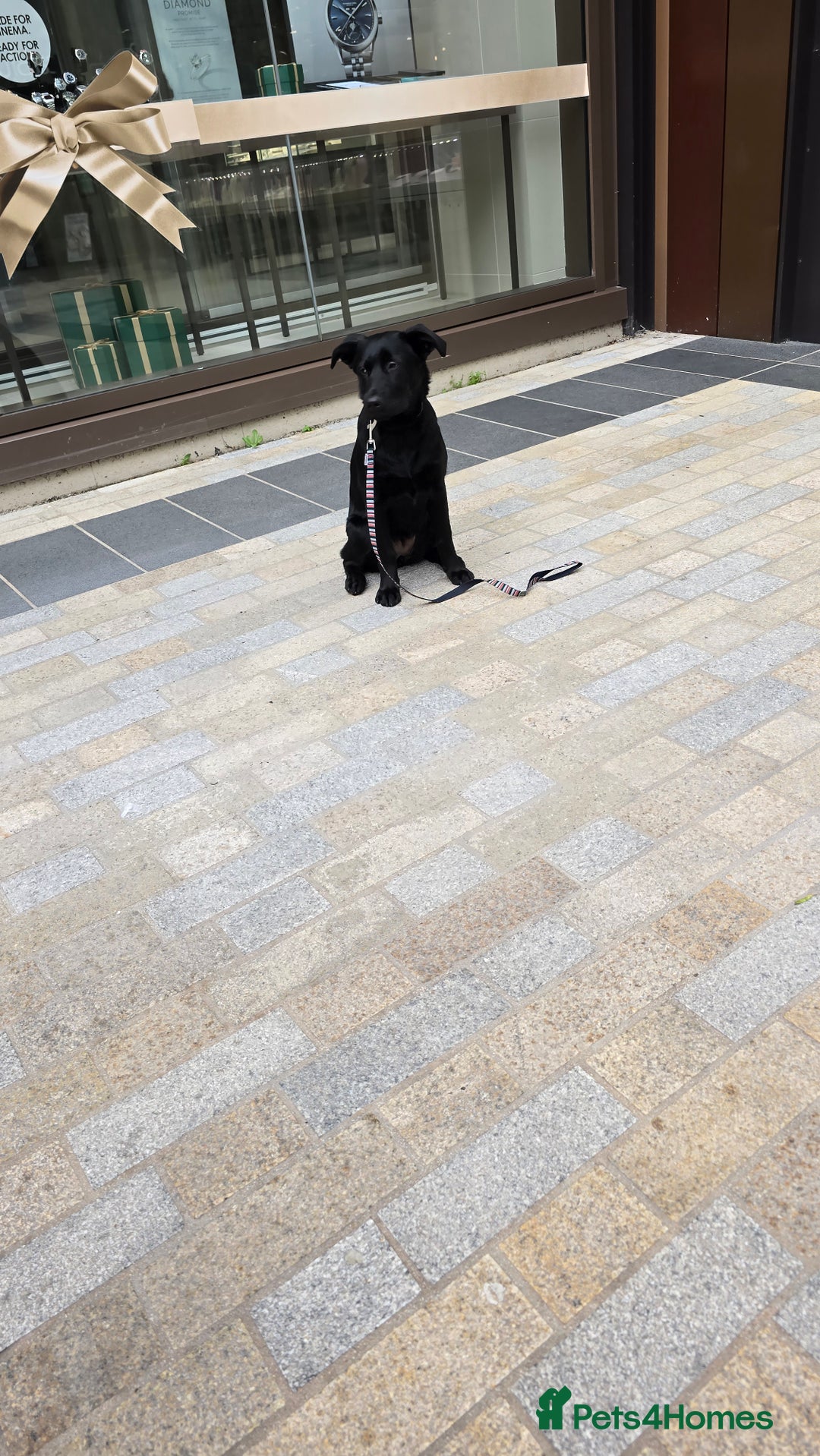 Mixed Breed dogs for sale: Tilly the Sheprador GSD/Lab cross - Image 6