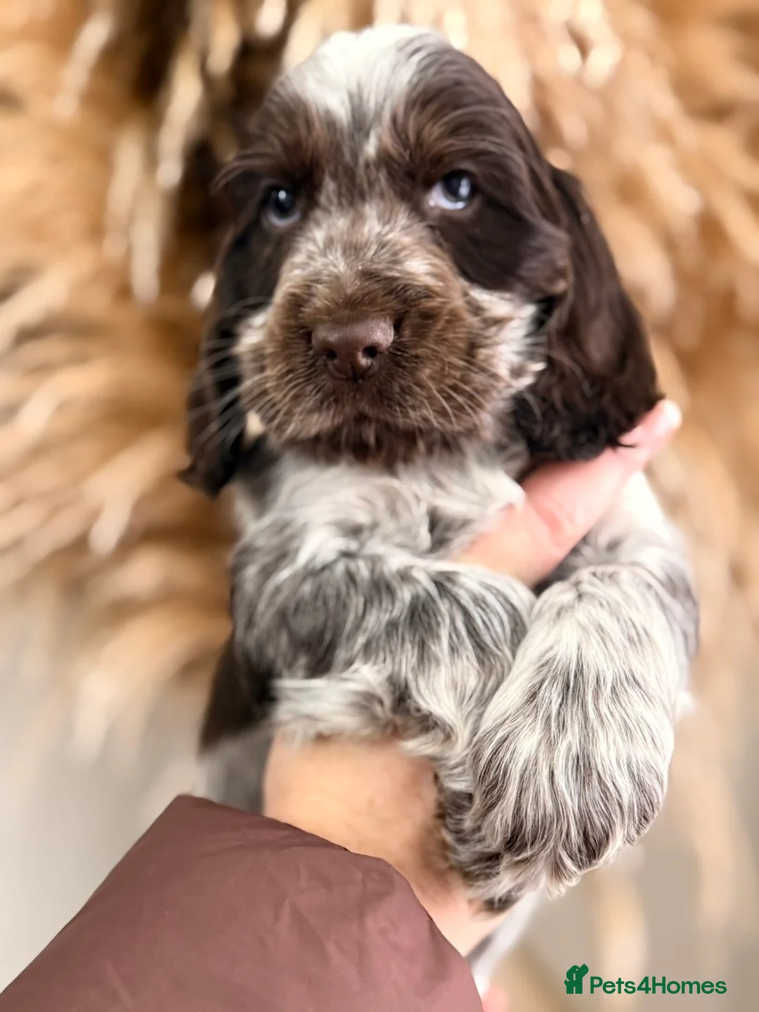 Cocker Spaniel dogs for sale: Show type cocker spaniels  - Advert 13