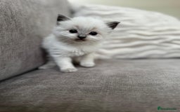 Ragdoll cats for sale: Ragdoll kittens - 7 weeks old.  - Image 2